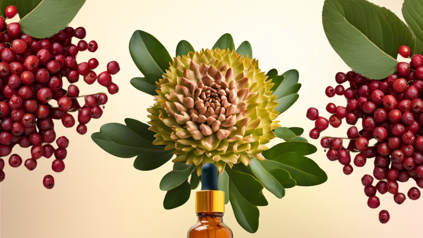 Long Rhode ⟡ Rhodiola + Schisandra Tincture